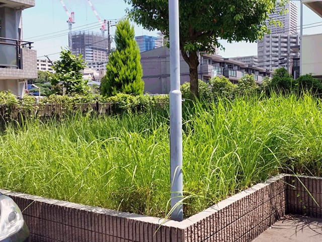 賃貸アパート・マンションの管理・メインテナンス、建物まわりの除草・植栽剪定のイメージ画像、除草前の写真2