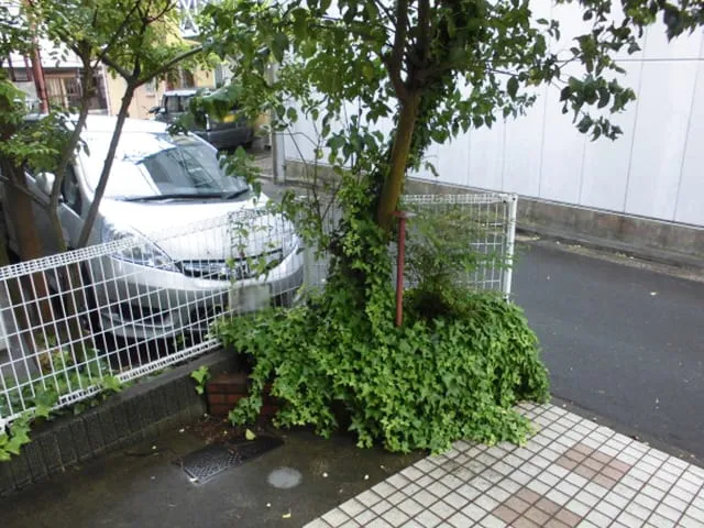 伐採前：フェンス際に茂った大きな木とツタ